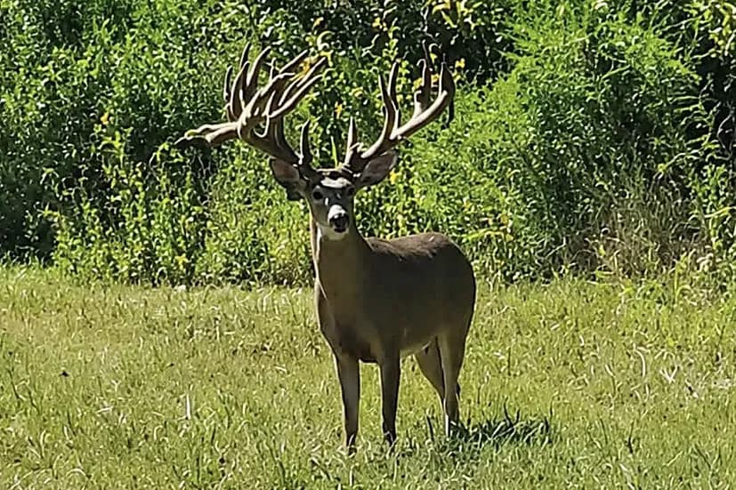 Massive non-typical whitetail buck in velvet at the treeline